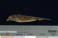 藏品(灰頭黑臉鵐)的圖片